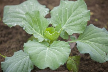 Ranisankail, Thakurgaon, Rangpur, Bangladeş bahçesinde karnabahar sebze bitkisinin üst görünümleri.