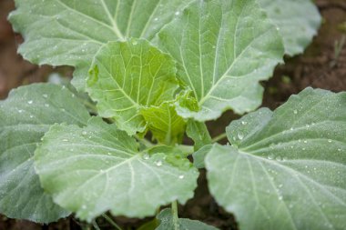 Ranisankail, Thakurgaon, Rangpur, Bangladeş bahçesinde karnabahar sebze bitkisinin üst görünümleri.