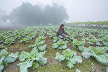 Bangladeş - 25 Kasım 2014: Ranisankail ailesikarnabahar sebze bahçesinde çalışırken kış sabahı genç bir çocuk, Thakurgaon, Rangpur.