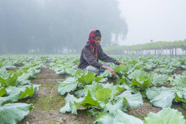 Bangladeş - 25 Kasım 2014: Ranisankail ailesikarnabahar sebze bahçesinde çalışırken kış sabahı genç bir çocuk, Thakurgaon, Rangpur.