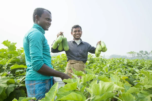 Bangladesh - 25 de noviembre de 2014: Un día de propietarios algunos agricultores están cosechando berenjenas verdes en thakurgong, bnagladesh . — Foto de Stock