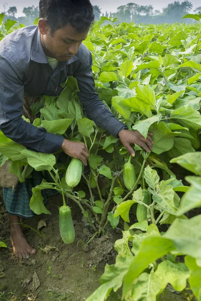 Bangladesh - 25 de noviembre de 2014: Los agricultores cosechan berenjenas verdes en thakurgong, bnagladesh . — Foto de Stock