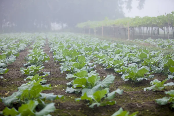 ラニサンケイル、タクルガオン、ランプル、バングラデシュのカリフラワー野菜園の霧の冬の日. — ストック写真