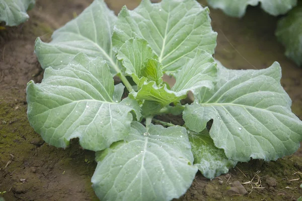 ラニサンケイル、タクルガオン、ランプル、バングラデシュの庭にあるカリフラワー野菜植物の見晴らし. — ストック写真