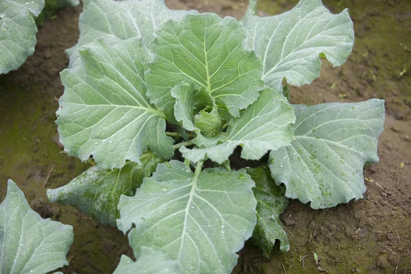 ラニサンケイル、タクルガオン、ランプル、バングラデシュの庭にあるカリフラワー野菜植物の見晴らし. — ストック写真