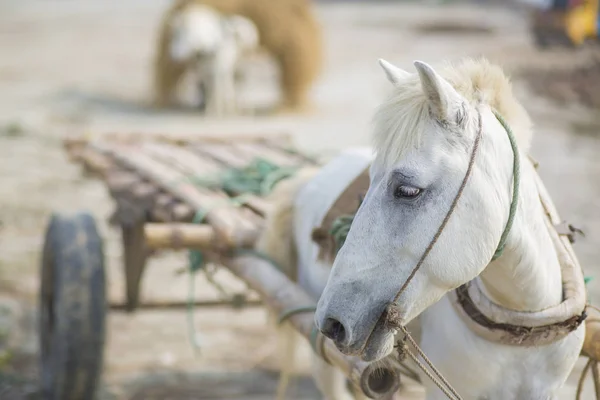 Bangladesh - 01 de marzo de 2019: Un vagón a caballo de carga cargando una mano de obra en el pueblo de Kartikpur, Dohar, Bangladesh . —  Fotos de Stock