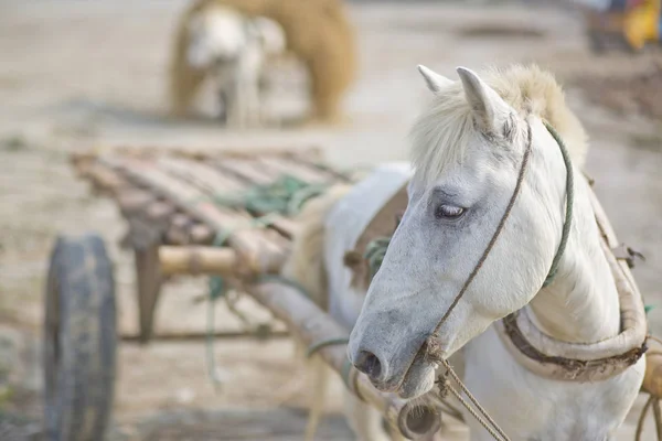 Bangladesh - 01 de marzo de 2019: Un vagón a caballo de carga cargando una mano de obra en el pueblo de Kartikpur, Dohar, Bangladesh . —  Fotos de Stock