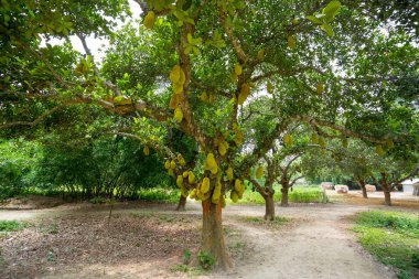 Ağaçta asılı büyük bir matkap. Jackfruit Bangladeş'in ulusal meyvesidir. Bu mevsimlik bir yaz meyve.