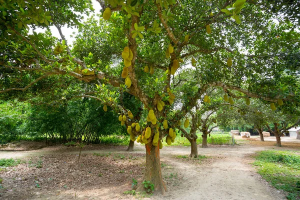 Ağaçta asılı büyük bir matkap. Jackfruit Bangladeş'in ulusal meyvesidir. Bu mevsimlik bir yaz meyve.