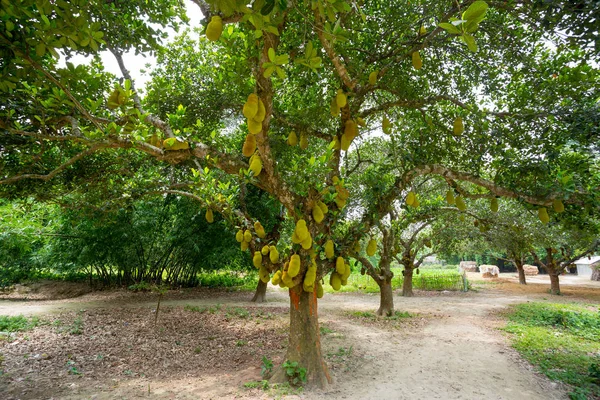 Ağaçta asılı büyük bir matkap. Jackfruit Bangladeş'in ulusal meyvesidir. Bu mevsimlik bir yaz meyve.