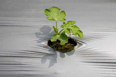 Mini bitki, karpuz tohumu toprak sarılı plastik ile mini bitki çimlendirmek.