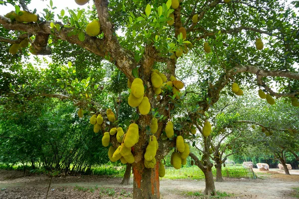 Una gran escala de jackfruits colgando en el árbol. La jaca es el fruto nacional de Bangladesh. Es una fruta estacional de verano. . — Foto de Stock