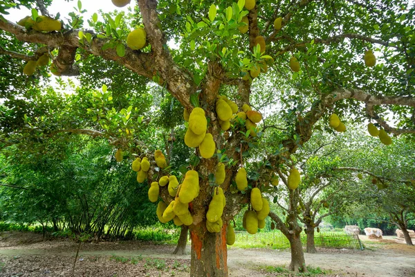 Ağaçta asılı büyük bir matkap. Jackfruit Bangladeş'in ulusal meyvesidir. Bu mevsimlik bir yaz meyve.