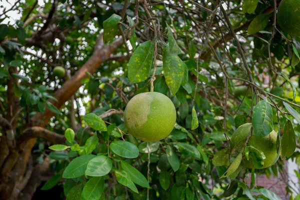 树上挂着一个绿色的柚子。也叫绿色葡萄柚. — 图库照片