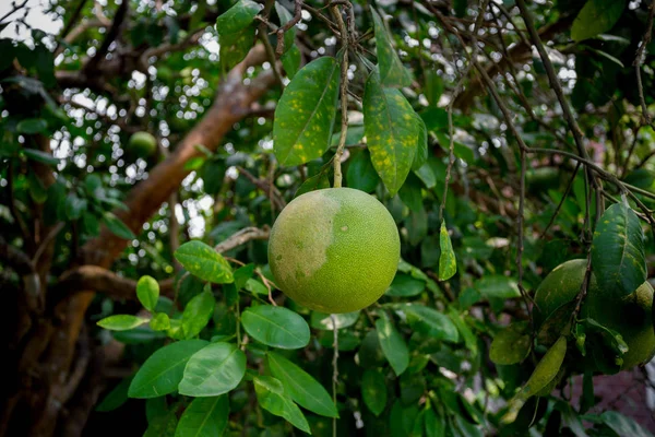 Uma fruta Pomelo verde pendurada na árvore. Também chame toranja verde . — Fotografia de Stock