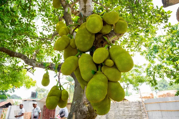 На дереве висит крупногабаритный джекфрукт. Jackfruit является национальным фруктом Бангладеш. Это сезонный летний фрукт . — стоковое фото