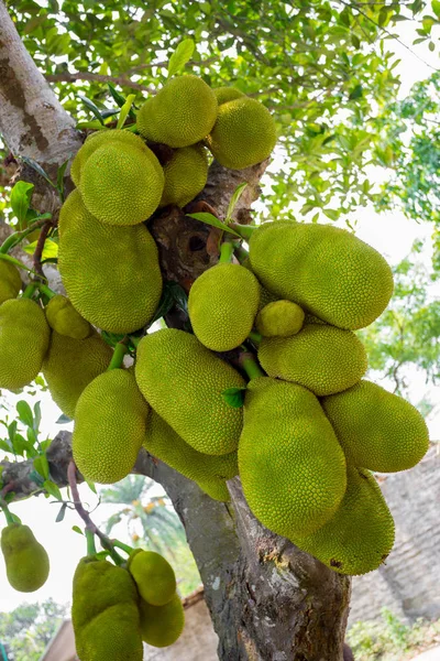 Uma grande escala de jaquetas penduradas na árvore. A jaca é a fruta nacional do Bangladesh. É uma fruta sazonal da hora de verão . — Fotografia de Stock