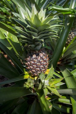 Bahçede yetişen yeşil ananas meyvesi Madhupur, Tanthe, Bangladeş.