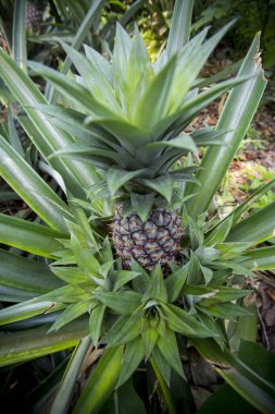 Bahçede yetişen yeşil ananas meyvesi Madhupur, Tanthe, Bangladeş.