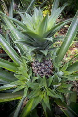 Bahçede yetişen yeşil ananas meyvesi Madhupur, Tanthe, Bangladeş.