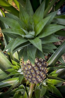 Bahçede yetişen yeşil ananas meyvesi Madhupur, Tanthe, Bangladeş.