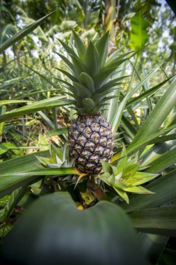Bahçede yetişen yeşil ananas meyvesi Madhupur, Tanthe, Bangladeş.