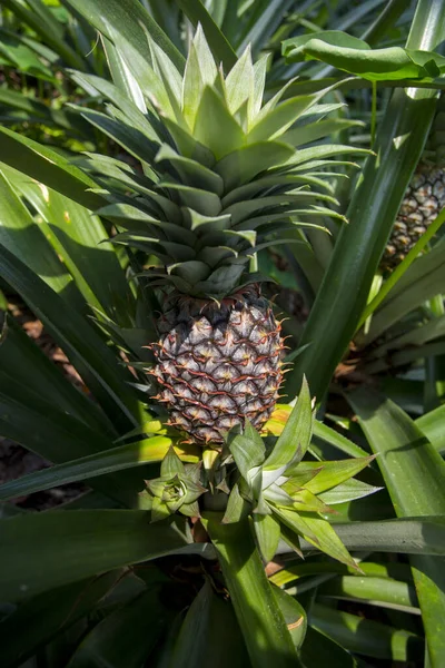 Frutta verde ananas che cresce in giardino a Madhupur, Tangail, Bangladesh . — Foto Stock