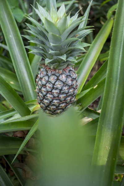 Green Pineapple fruit growing in garden at Madhupur, Tangail, Bangladesh.