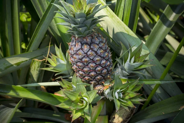 Bahçede yetişen yeşil ananas meyvesi Madhupur, Tanthe, Bangladeş.