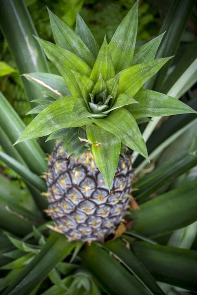 Green Pineapple fruit growing in garden at Madhupur, Tangail, Bangladesh.