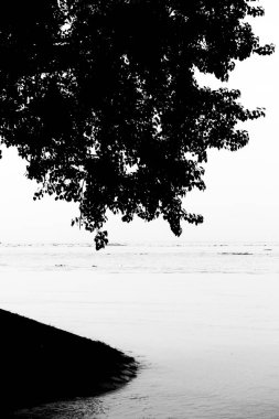 Nehir kıyısındaki Ashok ağacının yaprakları Meghna. Güneş ışığına karşı görüntü. Siluet resmi.