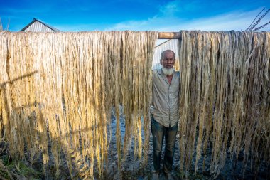 Rajrajeshor, Chandpur, Bangladeş 'te güneşte kurumak için ıslak jüt lifleriyle ayakta duran bir köy işçisi..