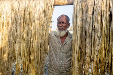 Rajrajeshor, Chandpur, Bangladeş 'te güneşte kurumak için ıslak jüt lifleriyle ayakta duran bir köy işçisi..