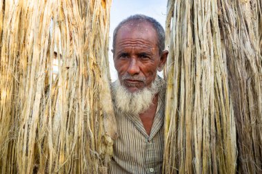 Rajrajeshor, Chandpur, Bangladeş 'te güneşte kurumak için ıslak jüt lifleriyle ayakta duran bir köy işçisi..