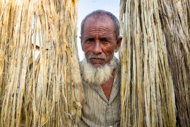 Rajrajeshor, Chandpur, Bangladeş 'te güneşte kurumak için ıslak jüt lifleriyle ayakta duran bir köy işçisi..