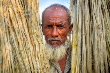 Rajrajeshor, Chandpur, Bangladeş 'te güneşte kurumak için ıslak jüt lifleriyle ayakta duran bir köy işçisi..