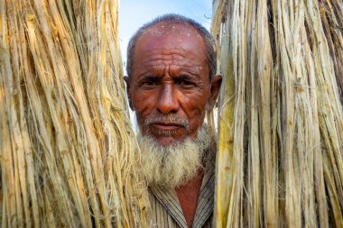 Rajrajeshor, Chandpur, Bangladeş 'te güneşte kurumak için ıslak jüt lifleriyle ayakta duran bir köy işçisi..