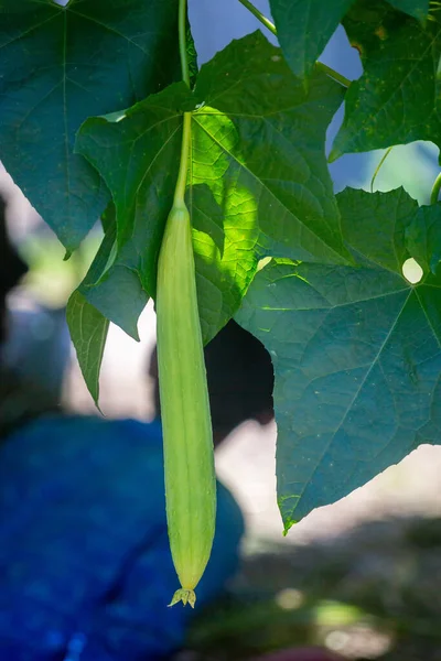 Yeşil sünger kabağı (Luffa silindiri) ağaçta büyüyen ve asılı duran sebze. Doğal güneş ışığı.