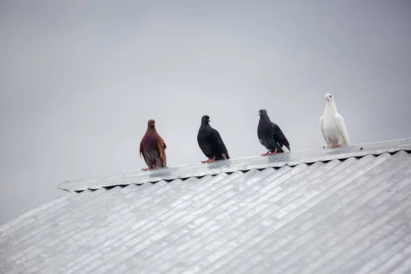 Cztery Gołębie Siedzą Równolegle Stalowym Blaszanym Dachu Gołębie Siedzą Odizolowane — Zdjęcie stockowe