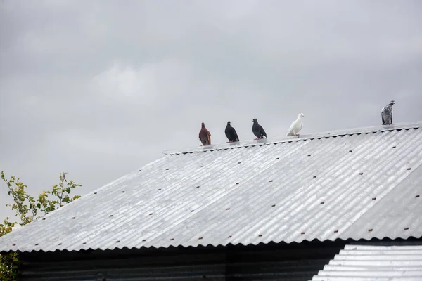 五只鸽子正坐在铁皮屋顶上 鸽子坐着孤立的鸽子 鸟类的肖像 — 图库照片