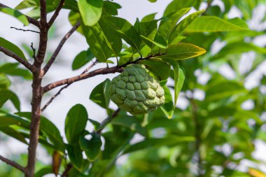 Taze elma şekeri ya da bahçede ağaçta asılı duran kremalı elma. Dhaka, Bangladeş.