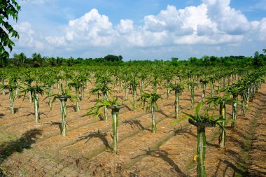 Güzel ejderha meyvesi mavi gökyüzü arka planına iniyor..