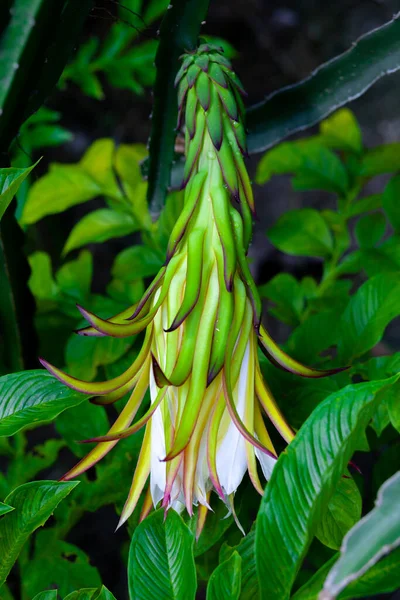 ドラゴンフルーツ Hylocereus Undatus が開花しています 夜に咲くサボテン型の花で 日中に曲がります — ストック写真