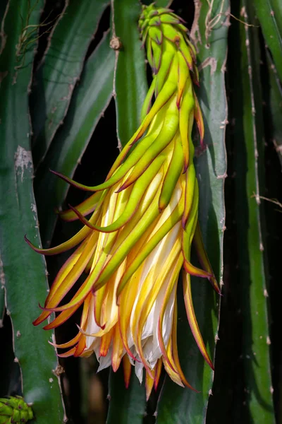 ドラゴンフルーツ Hylocereus Undatus が開花しています 夜に咲くサボテン型の花で 日中に曲がります — ストック写真