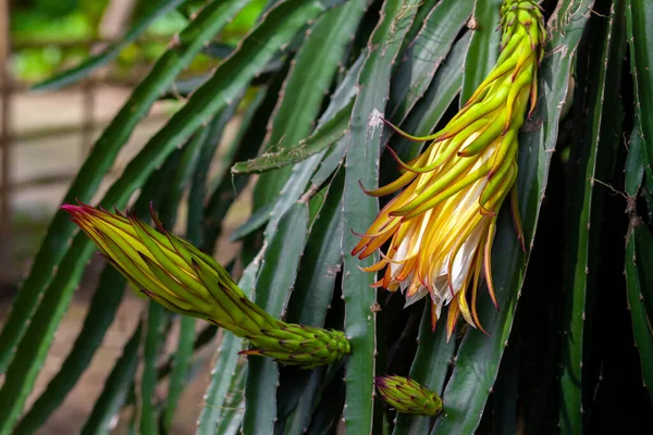 Owoce Smoka Hylocereus Undatus Kwitną Ten Rodzaj Kaktusa Kwiat Kwitnący — Zdjęcie stockowe