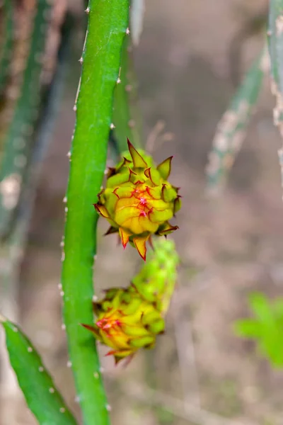 Unripe Dragon Fruit Bud Hanging Tree — Stock Photo, Image