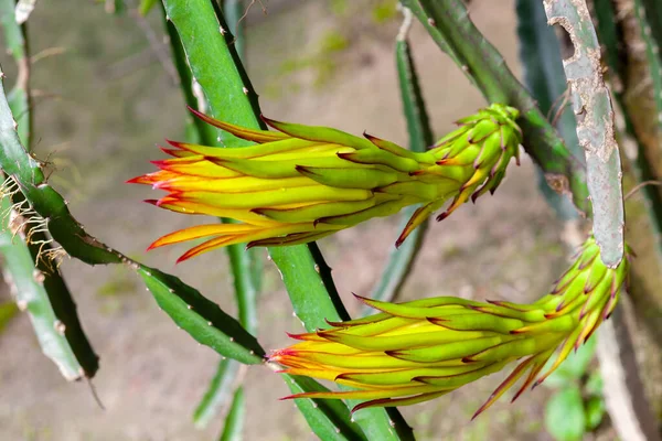 ドラゴンフルーツ Hylocereus Undatus が開花しています 夜に咲くサボテン型の花で 日中に曲がります — ストック写真