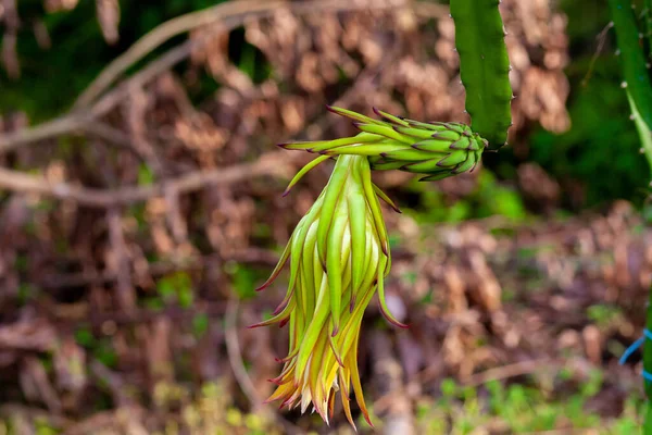 ドラゴンフルーツ Hylocereus Undatus が開花しています 夜に咲くサボテン型の花で 日中に曲がります — ストック写真