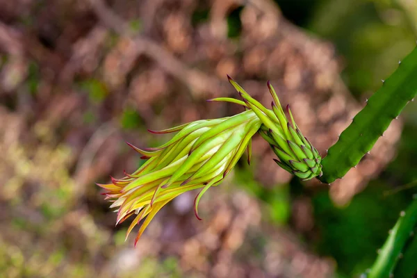 ドラゴンフルーツ Hylocereus Undatus が開花しています 夜に咲くサボテン型の花で 日中に曲がります — ストック写真