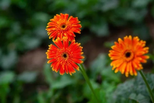 緑の自然を背景に2つのオレンジ黄色のガーベラの花 — ストック写真